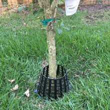 Load image into Gallery viewer, Plant Knight Black 3-Pack